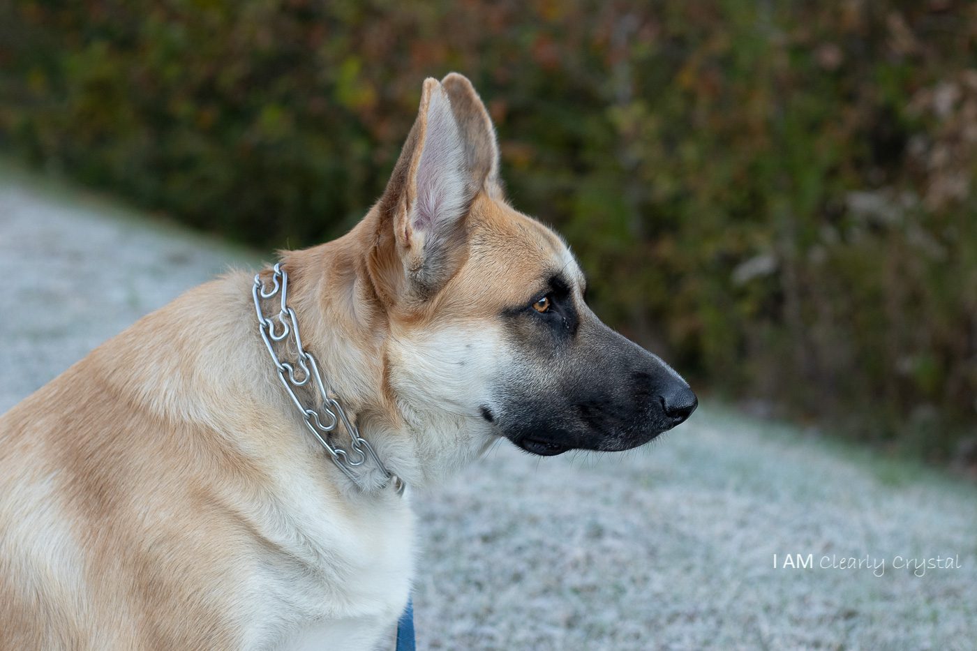 German Shepherd dog