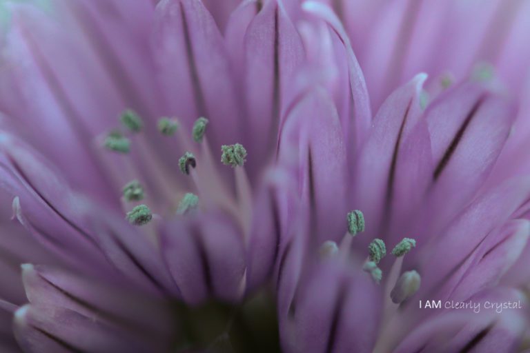 garlic chives bloom