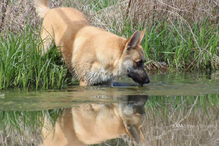 German Shepherd dog in water