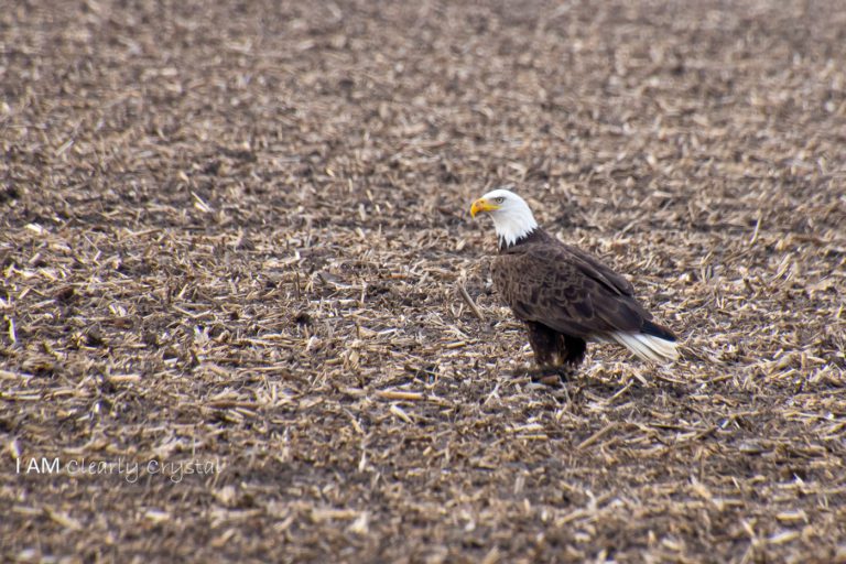 bald eagle in field