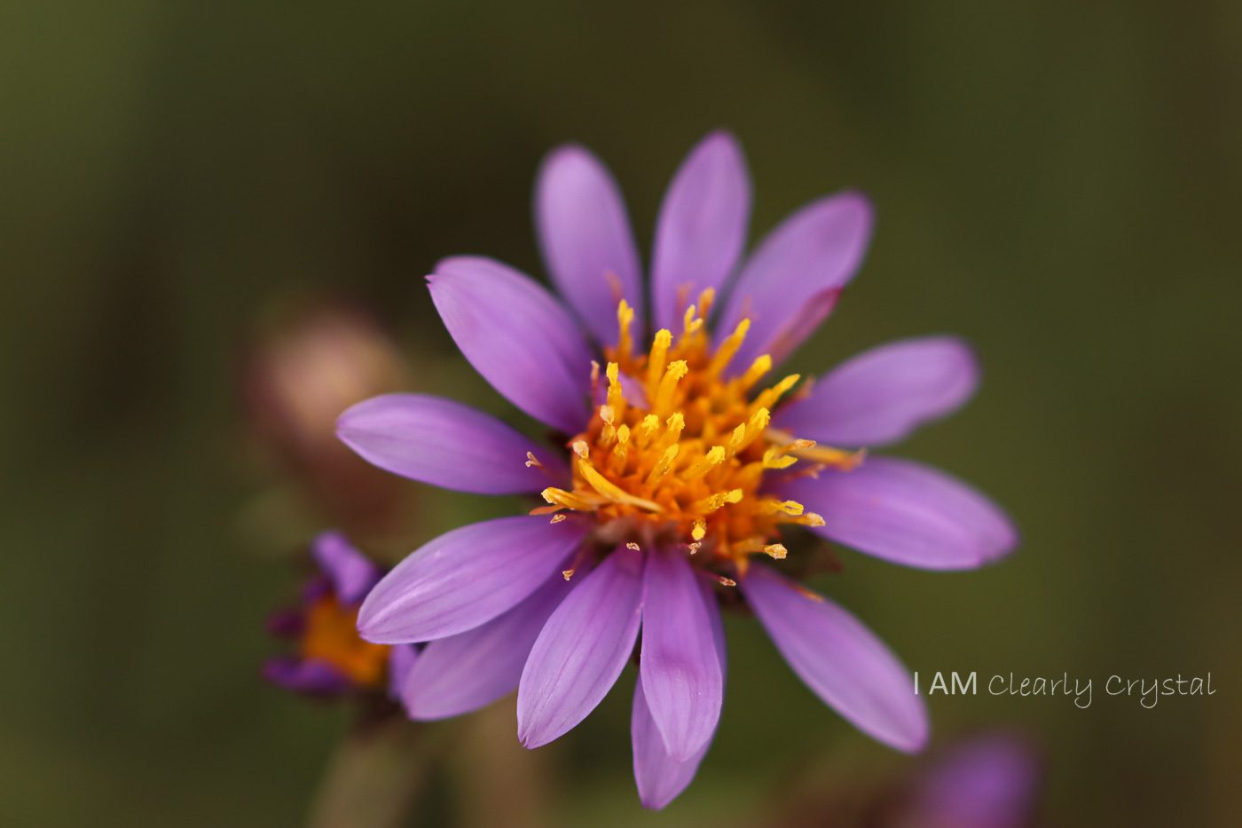 macro flower photo