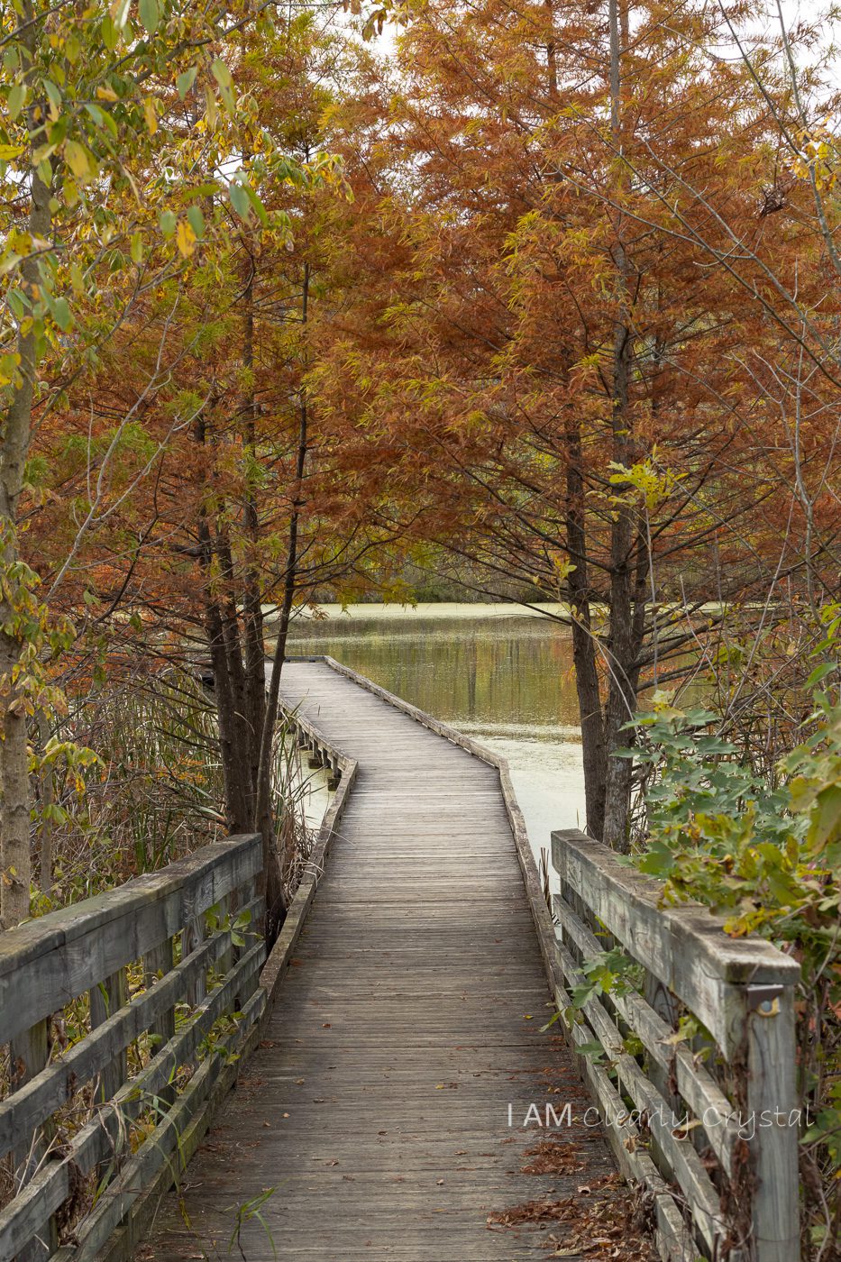 walkway with fall colors