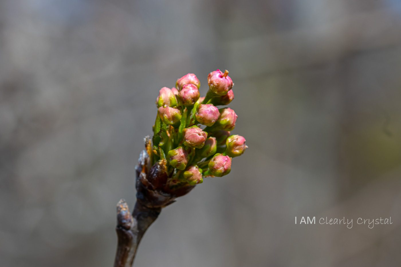 macro tree flower buds