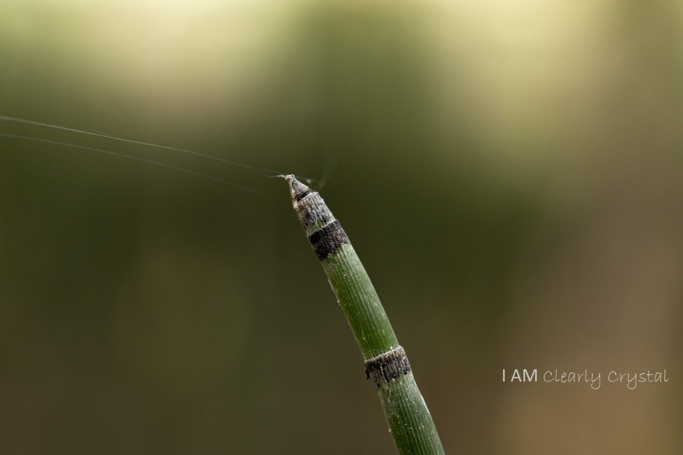 macro bamboo shoot on green background