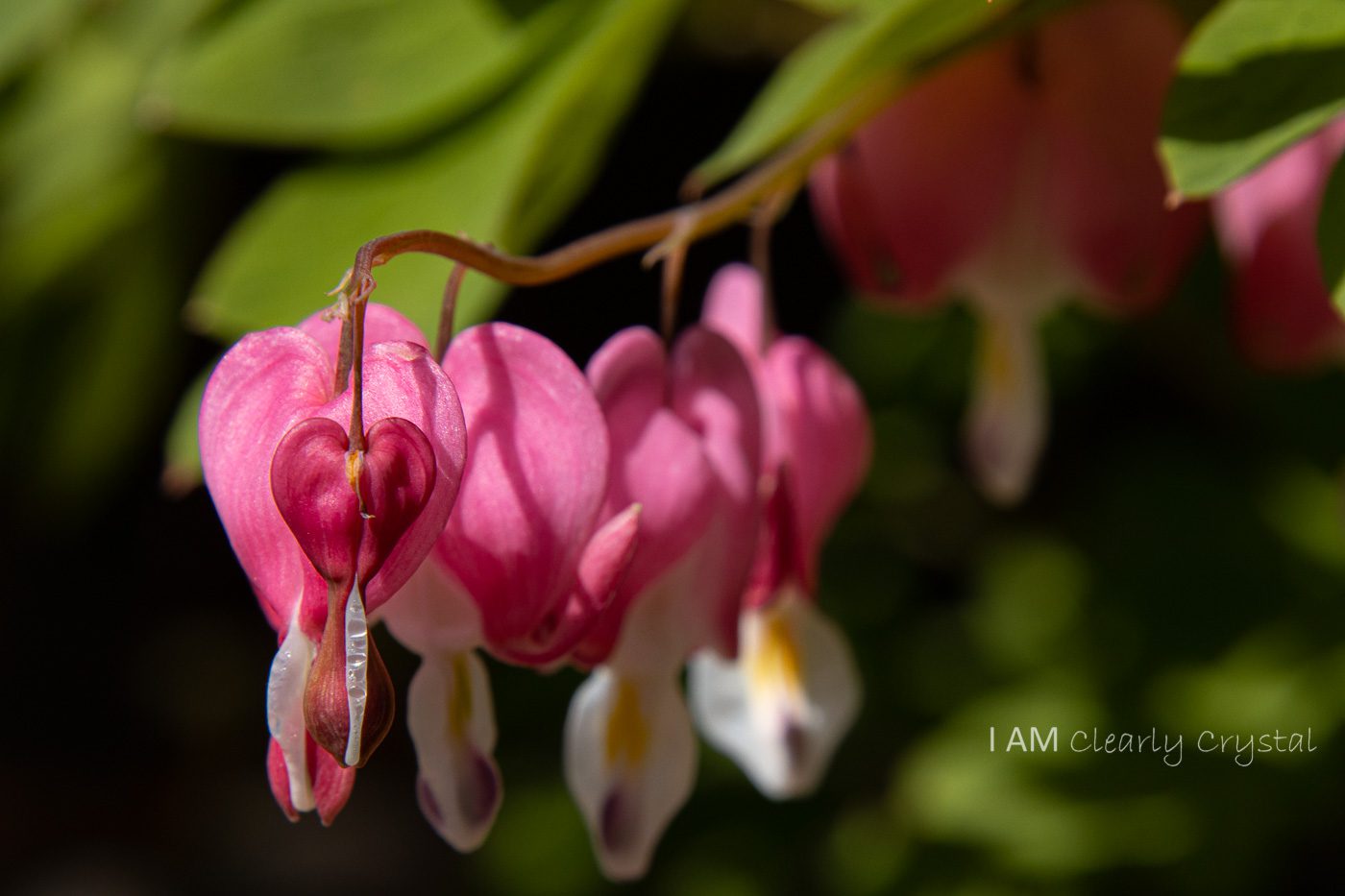 bleeding hearts close up