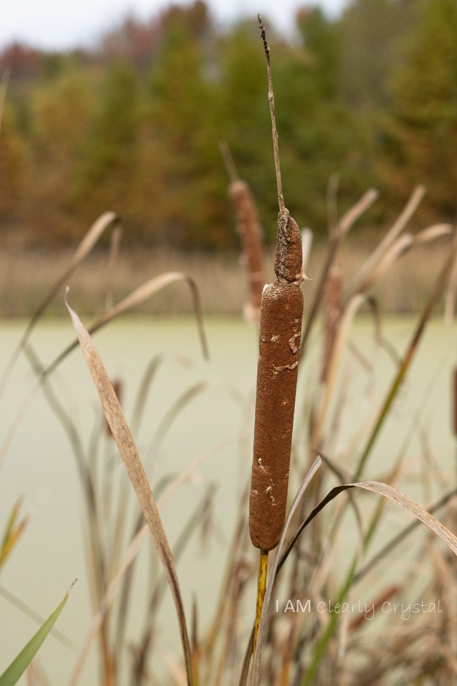 cattails in wetlands