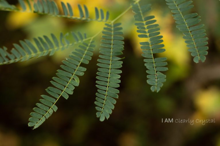 compound leaves macro photo