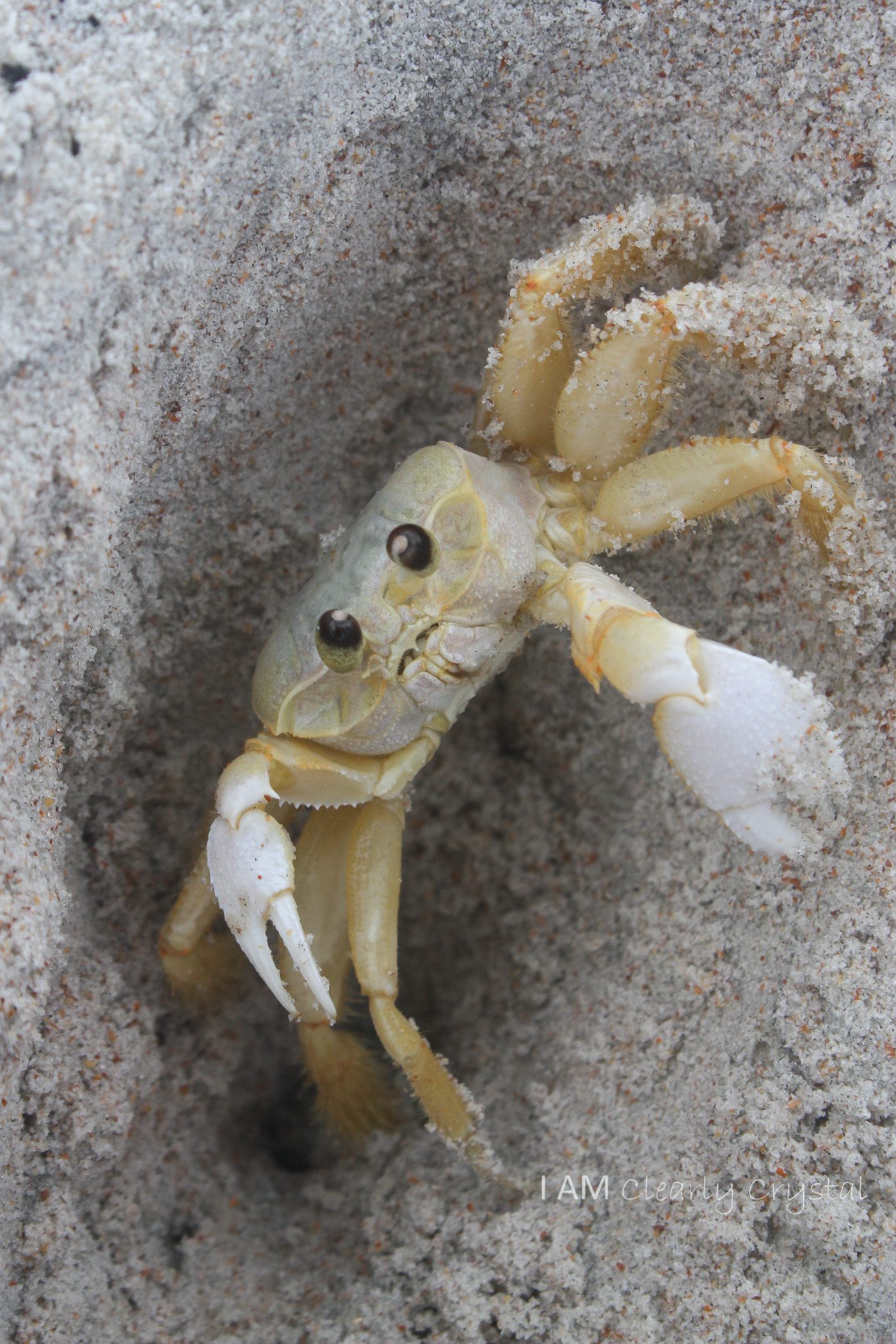 crab on beach