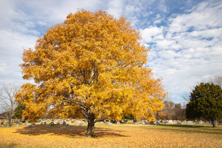 fall yellow orange tree