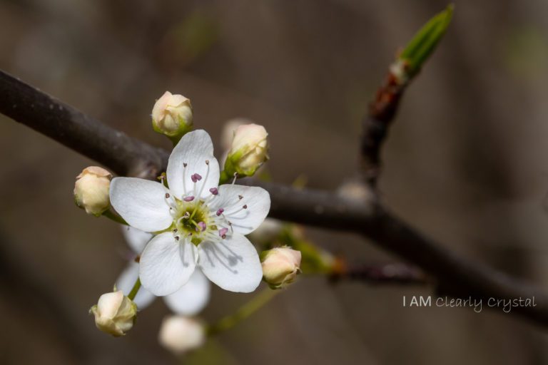 macro tree flower blossom