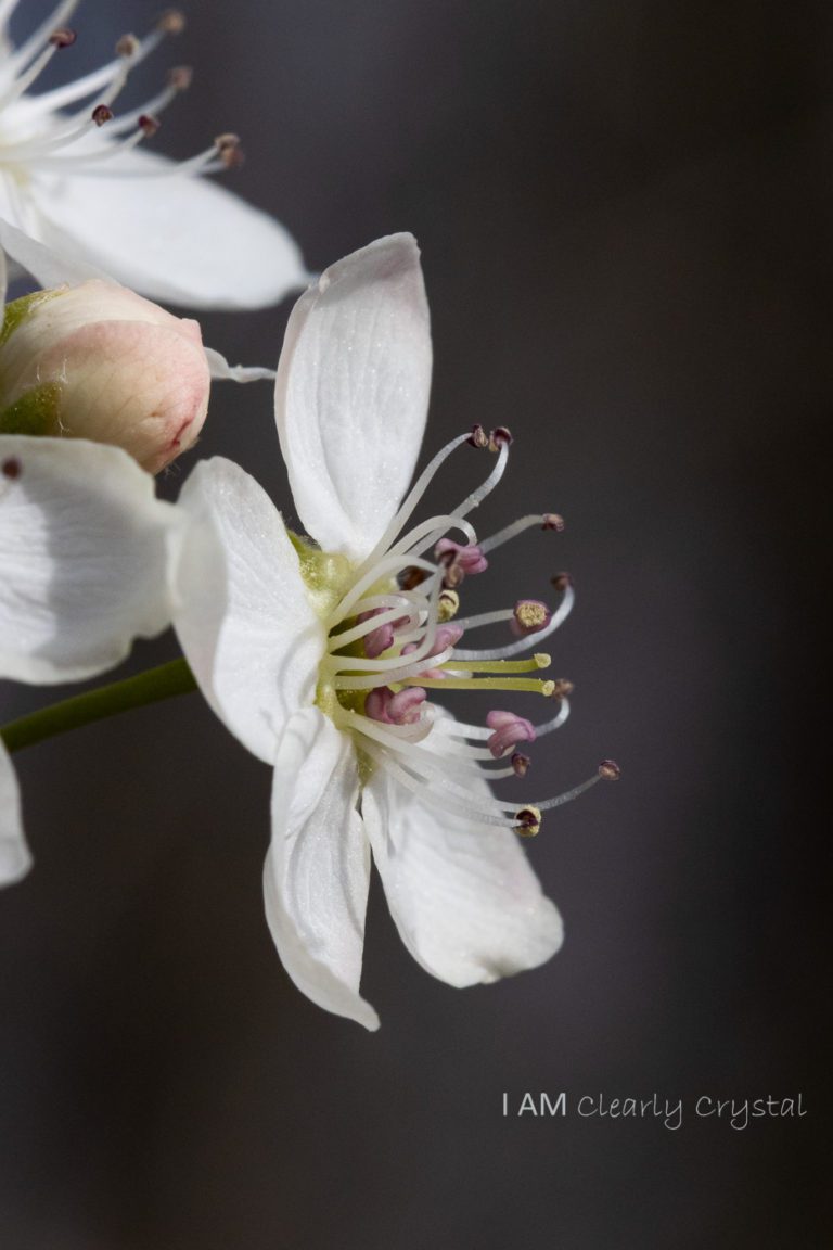 macro tree flower blossom