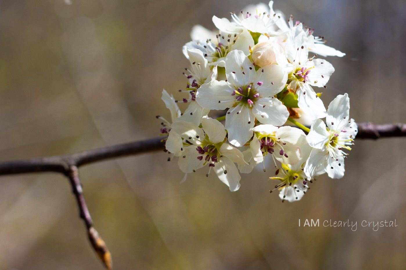 tree flower blossoms