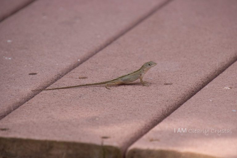 lizard on deck