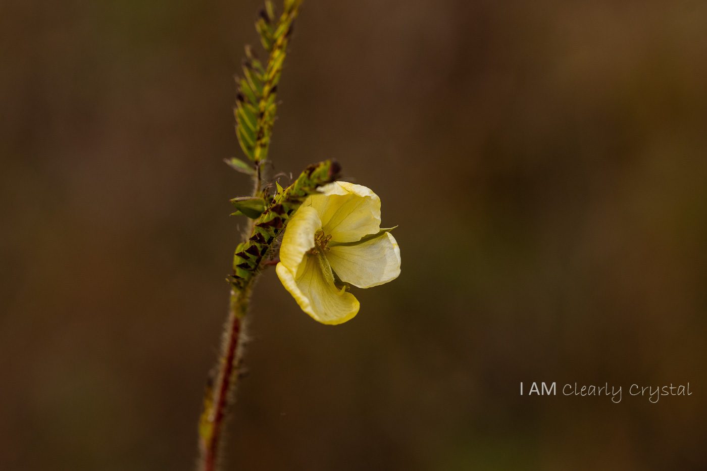 macro yellow flower with brown background