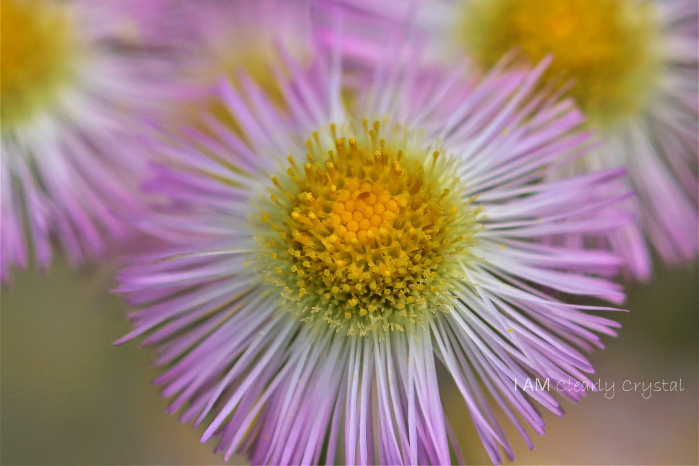 macro pink flower