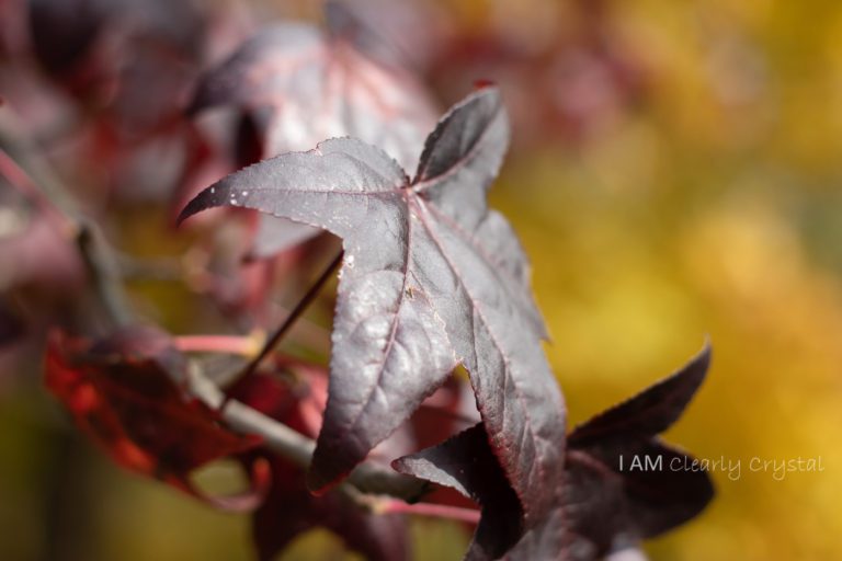 red leaves in fall