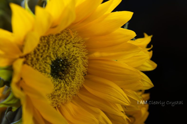 yellow sunflower with black background