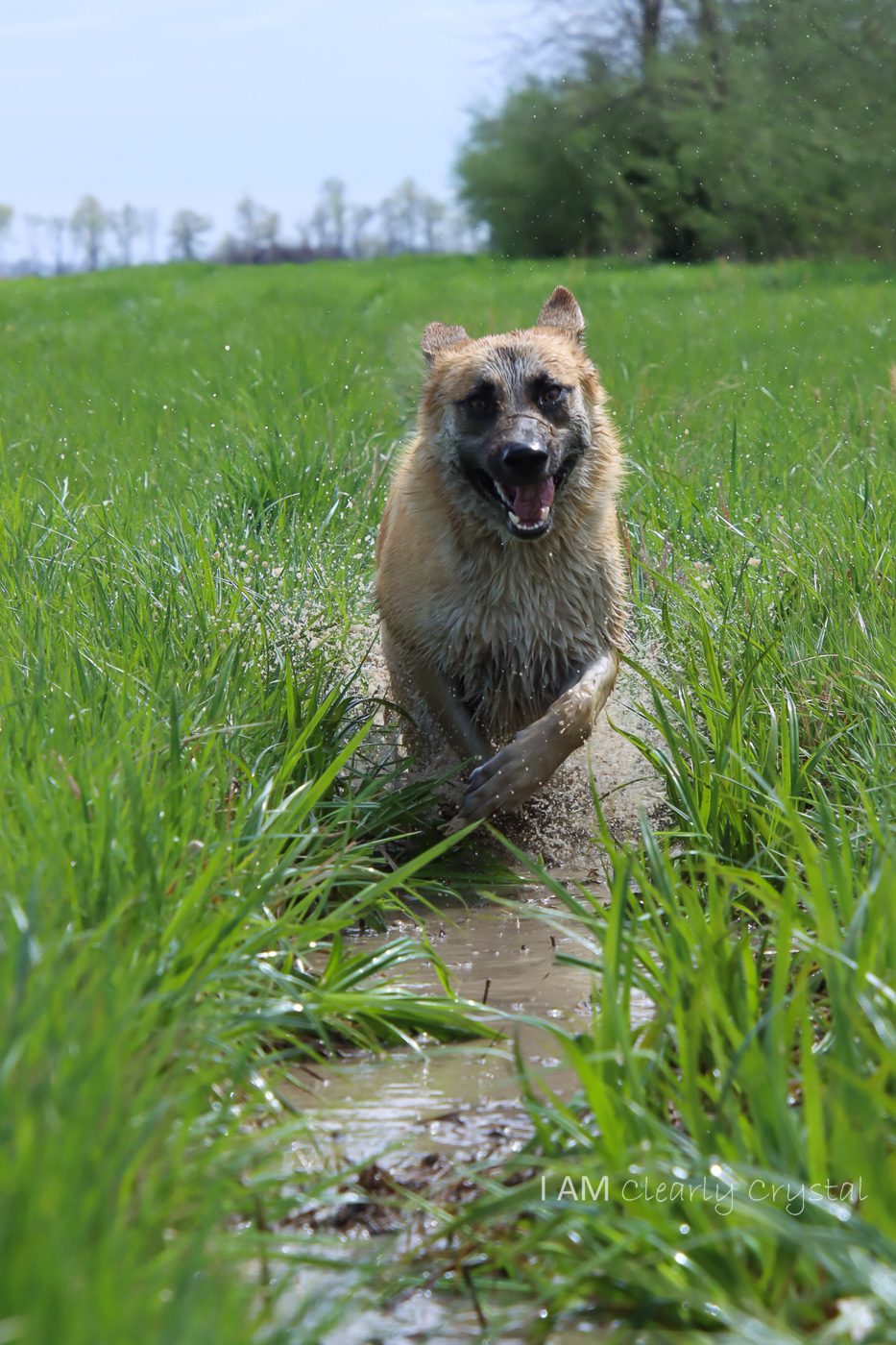 German Shepherd dog in water