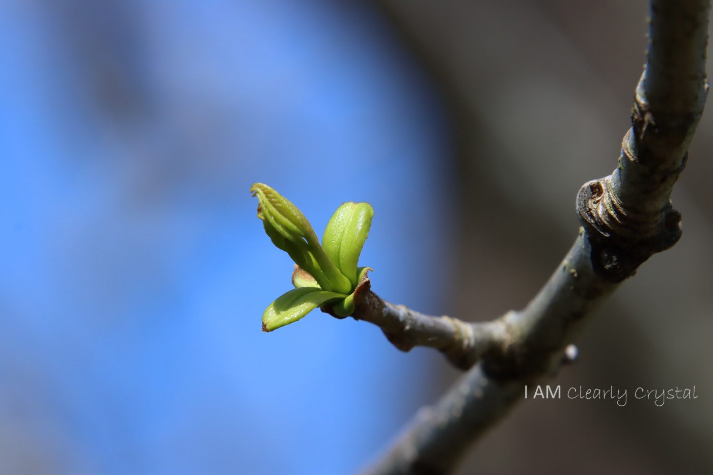 macro tree leaf bloom