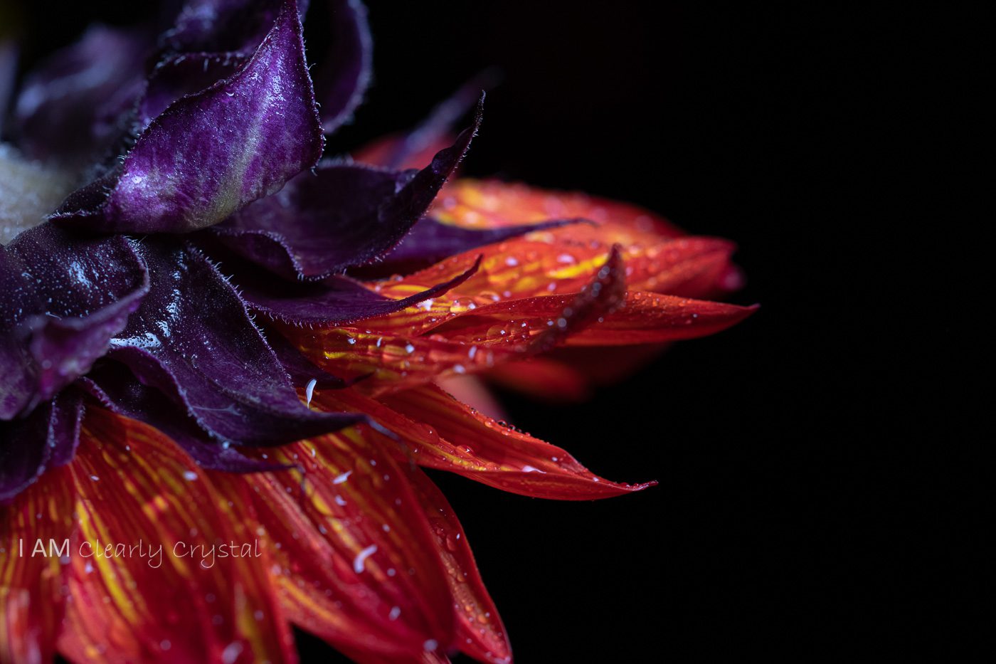 red purple sunflower macro