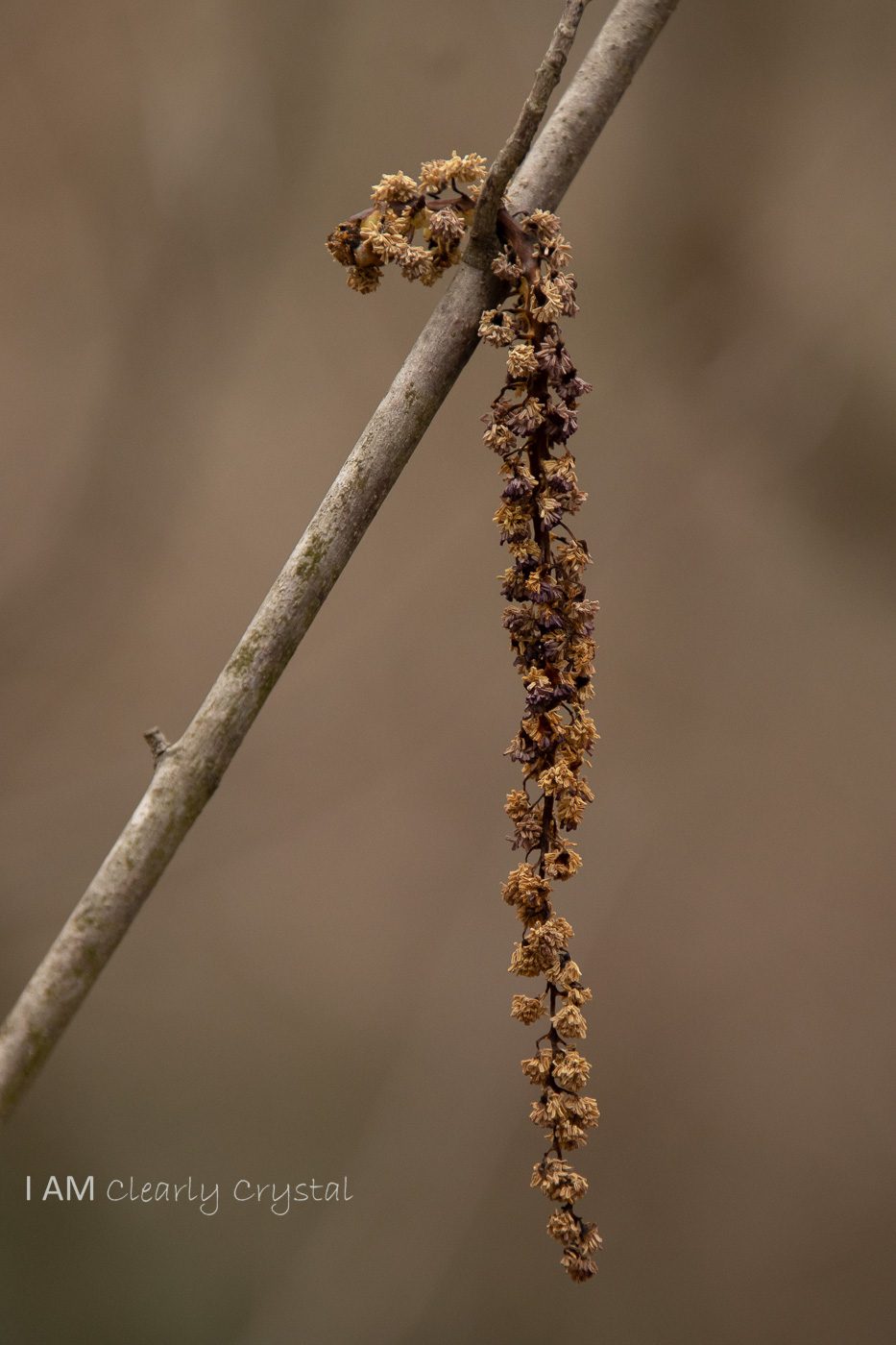 tree seed hanging on branch