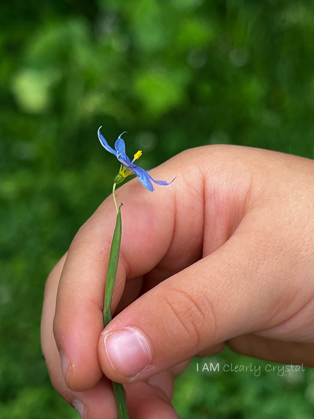 child's hand holding flower