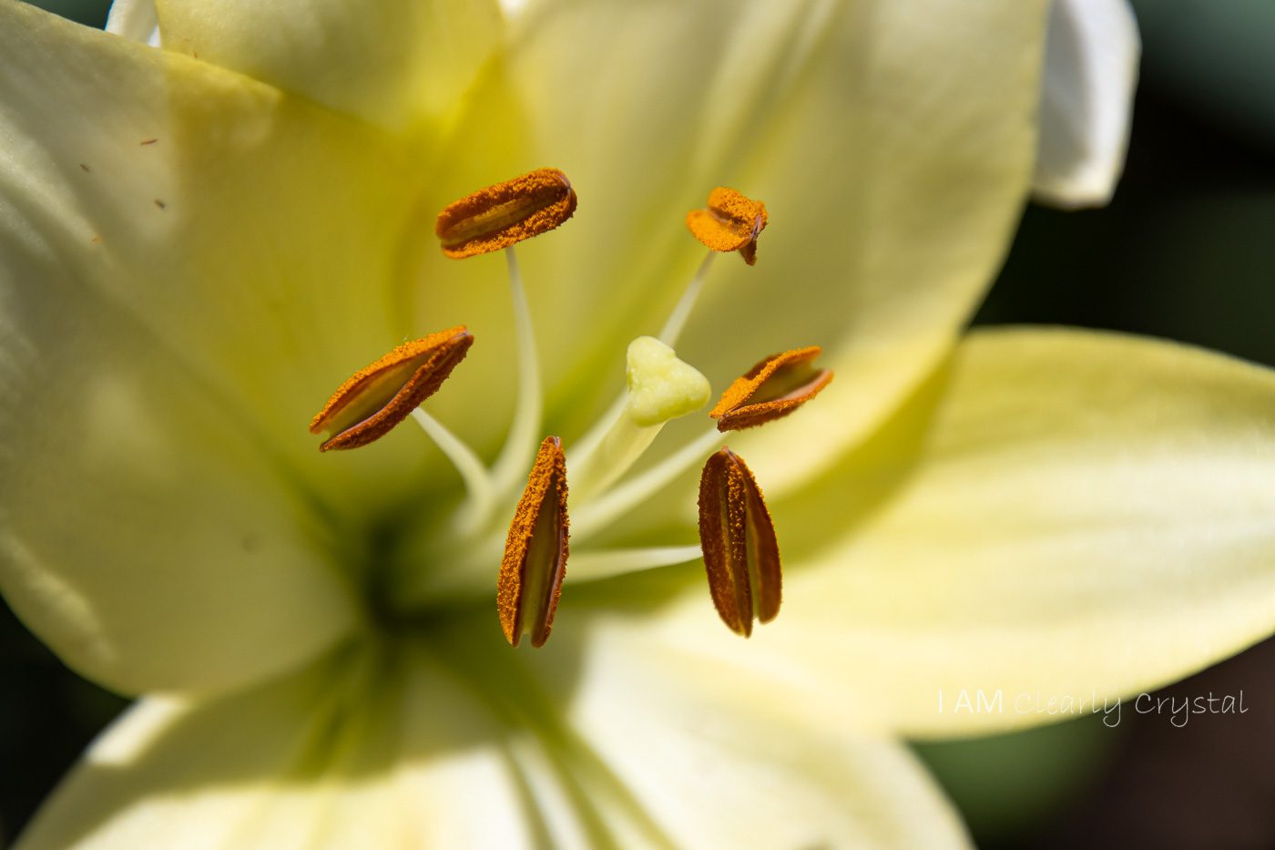 lily flower