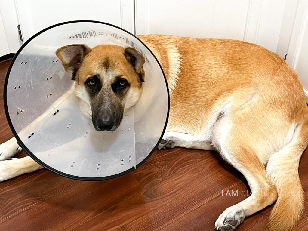 german shepherd cone