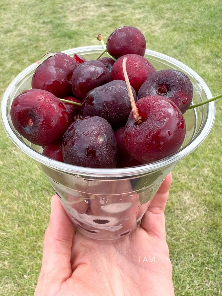 cherries, Traverse City Cherry Festival