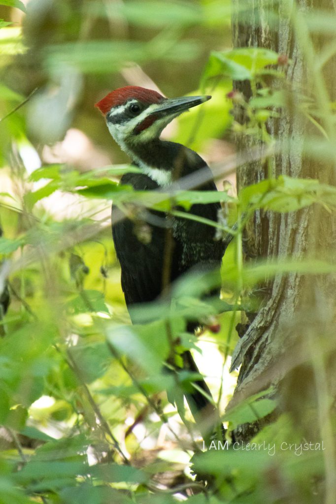 pileated woodpecker