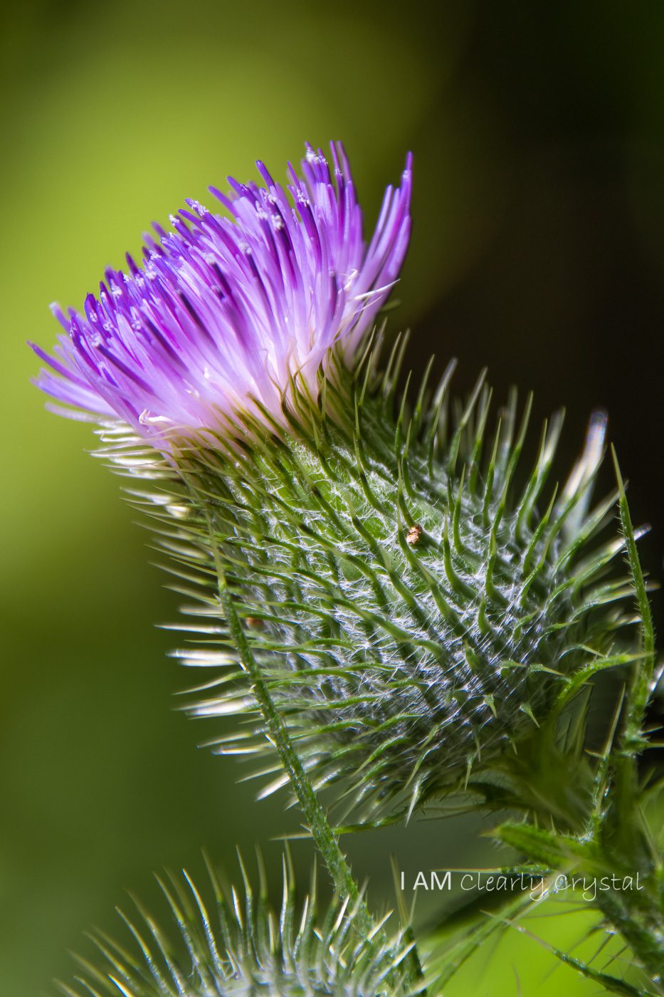 thistle flower