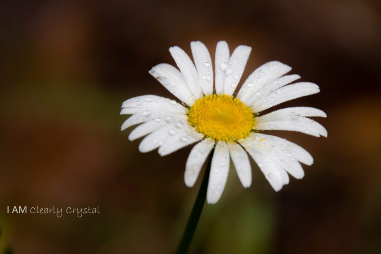 daisy flower