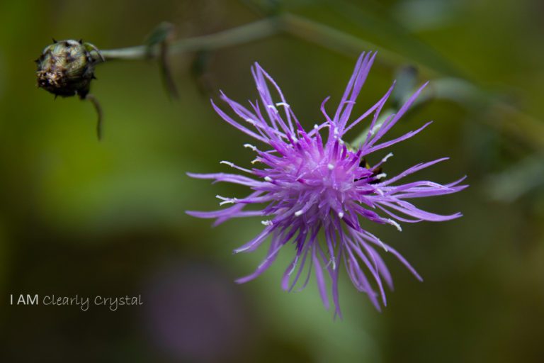 lavender flower