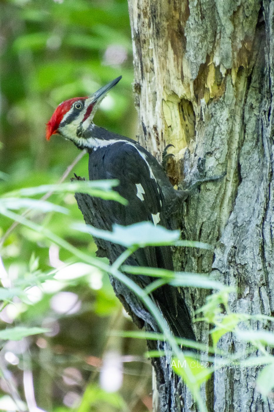 pileated woodpecker