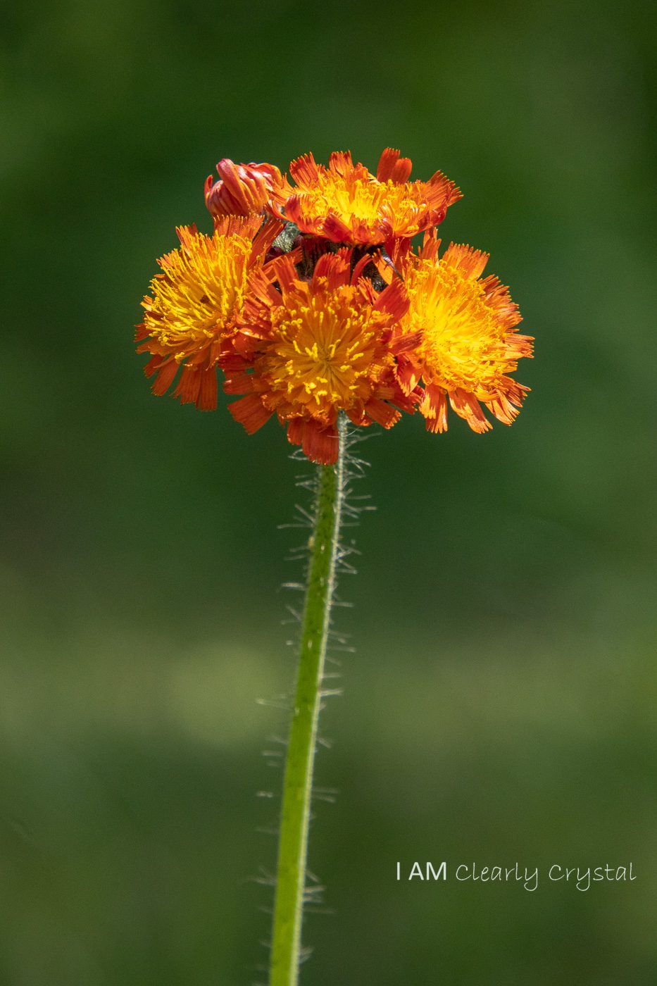 orange flower