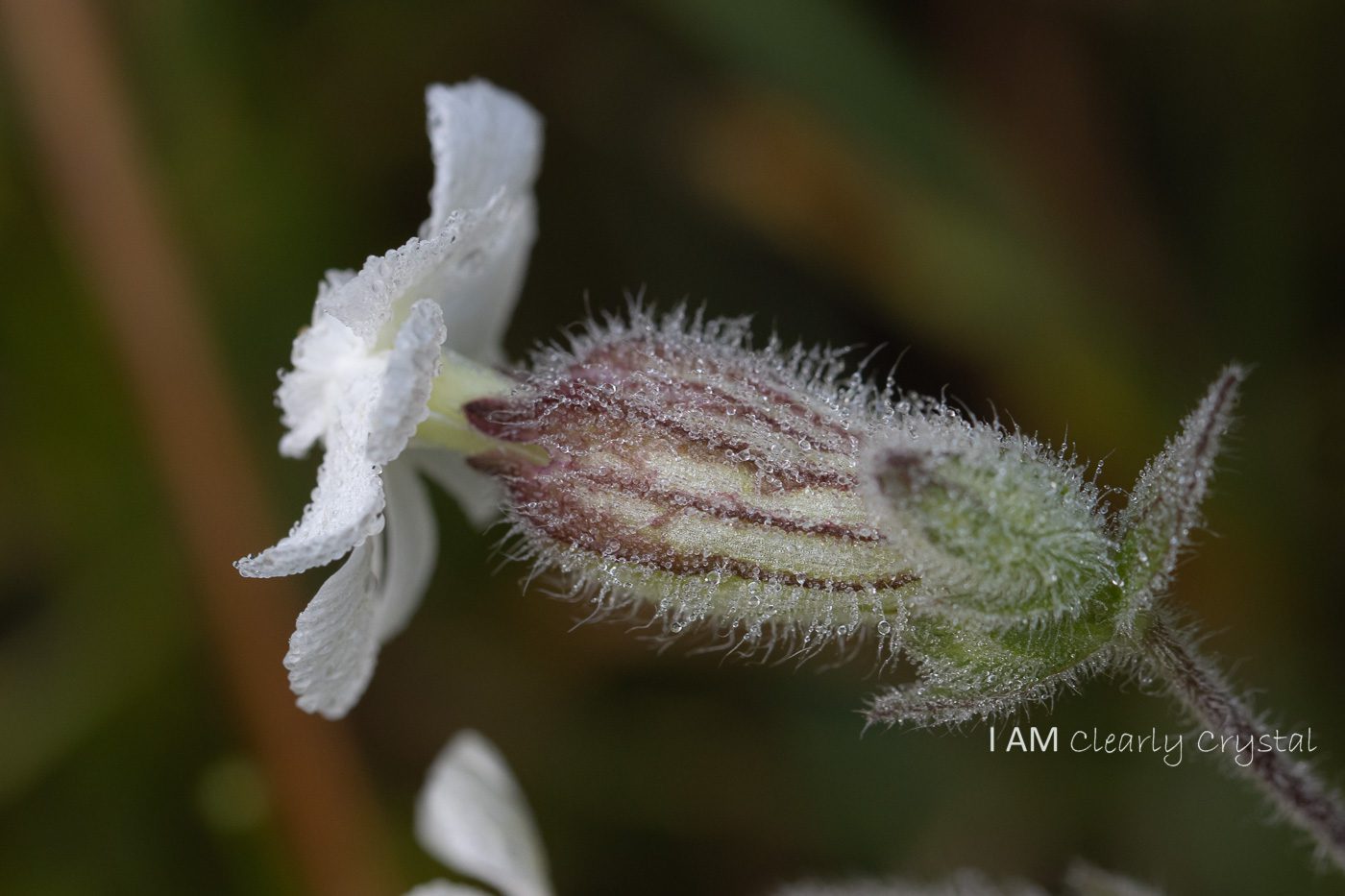 macro flower water droplets