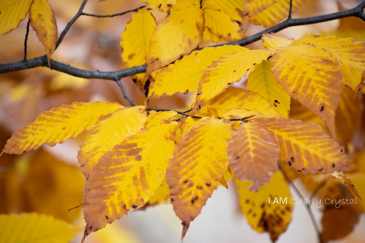 compound fall leaves