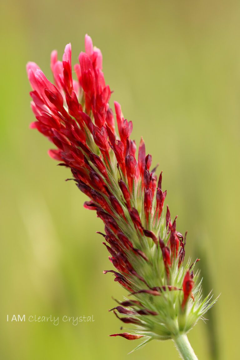 crimson clover macro