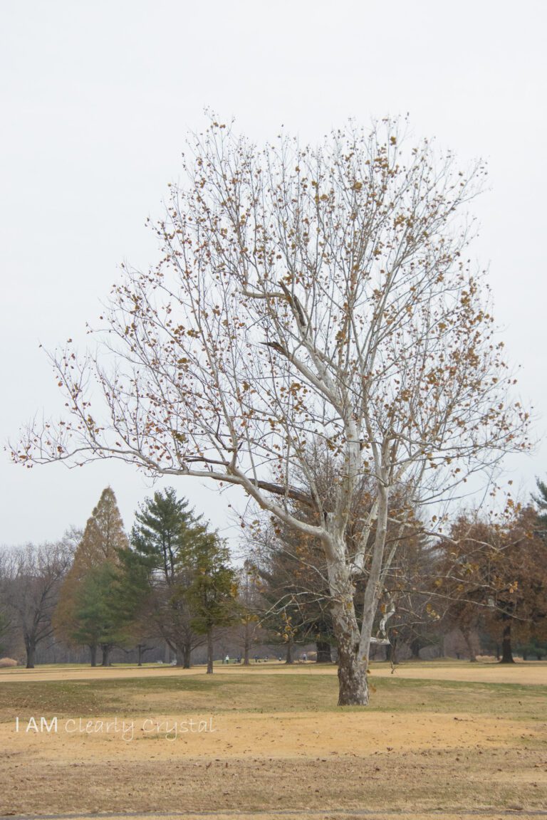 sycamore tree