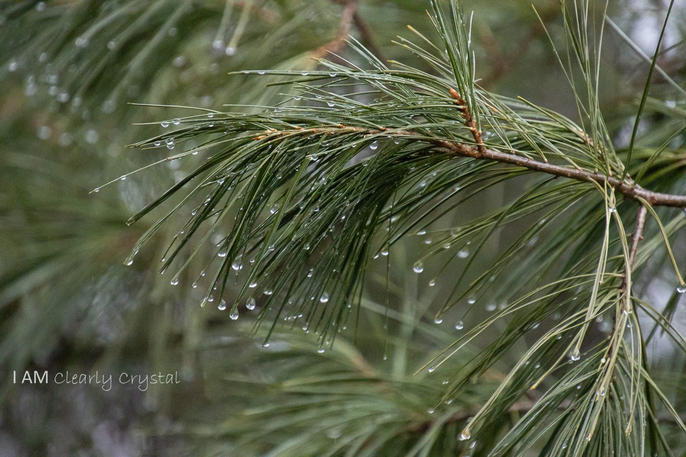 pine needles