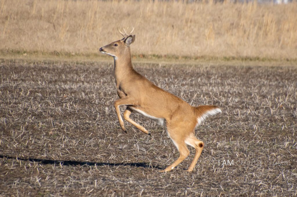 yearling buck