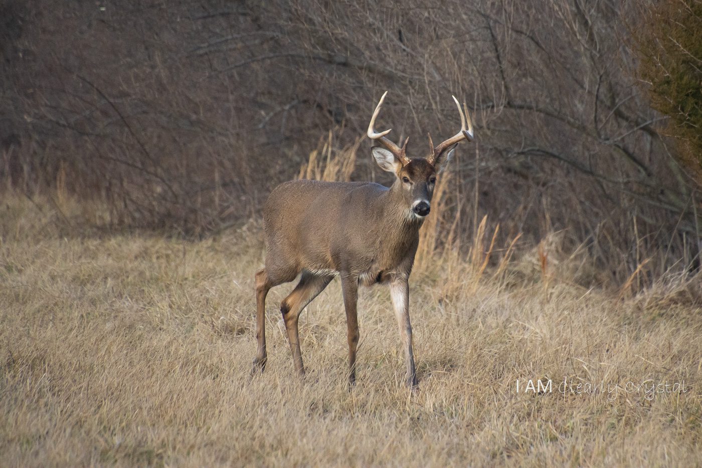 nice buck