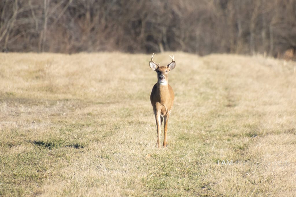 yearling buck