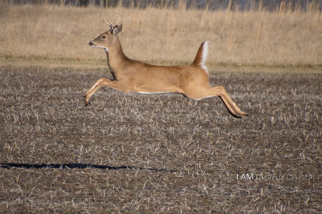 yearling buck