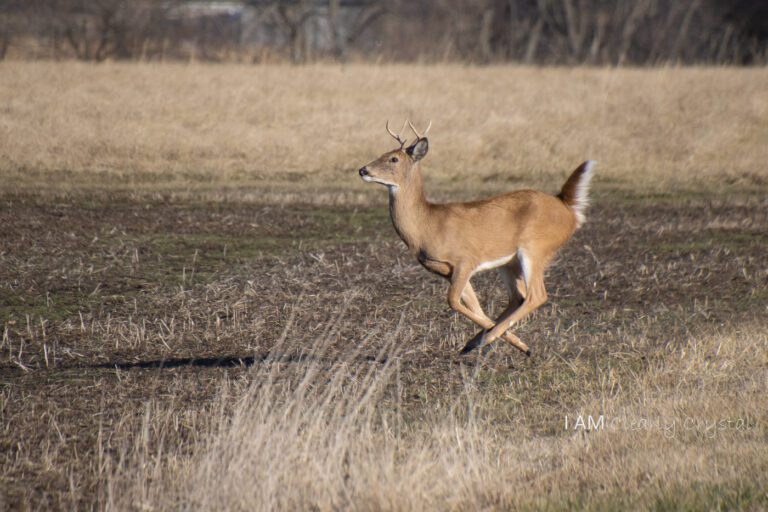 yearling buck