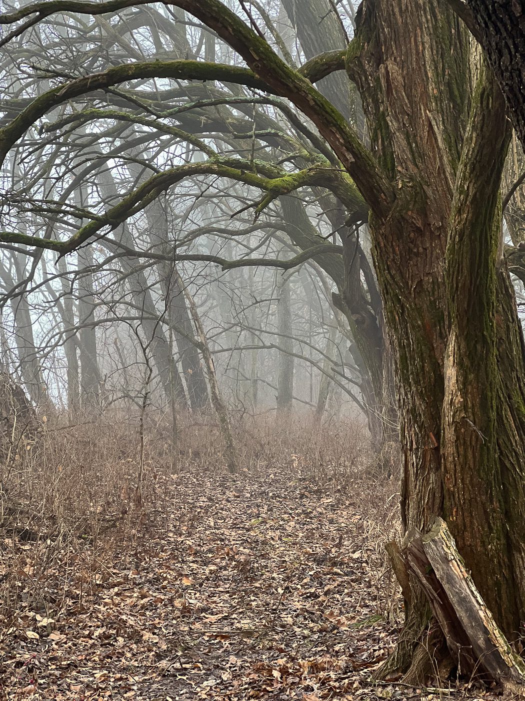 foggy trail