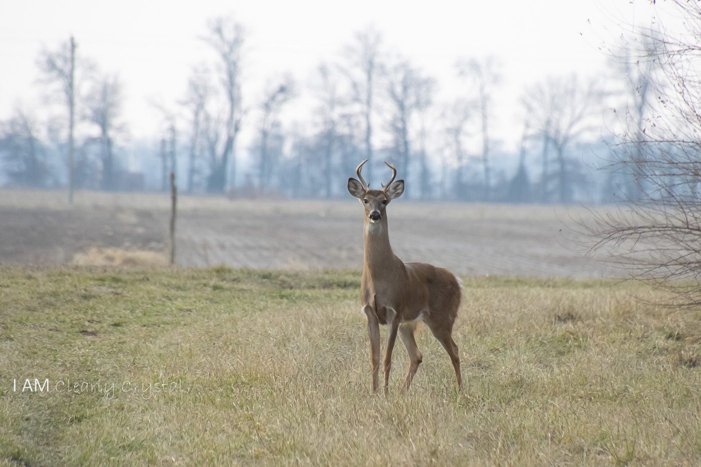 Small buck