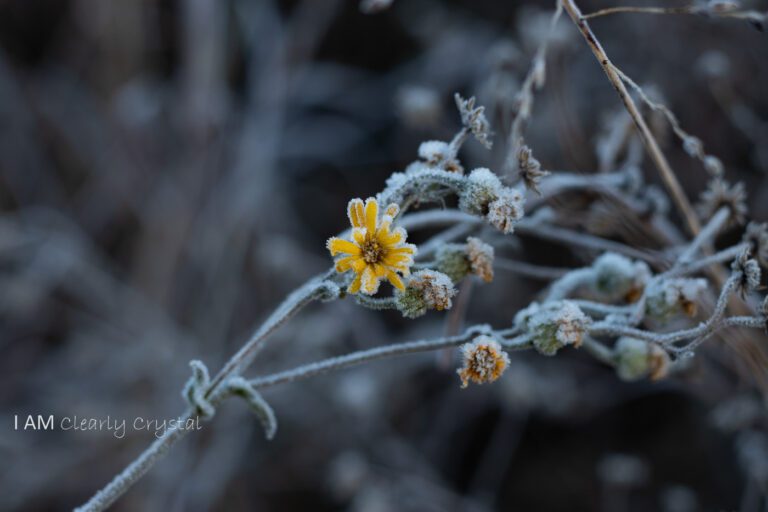 yellow flower with frost