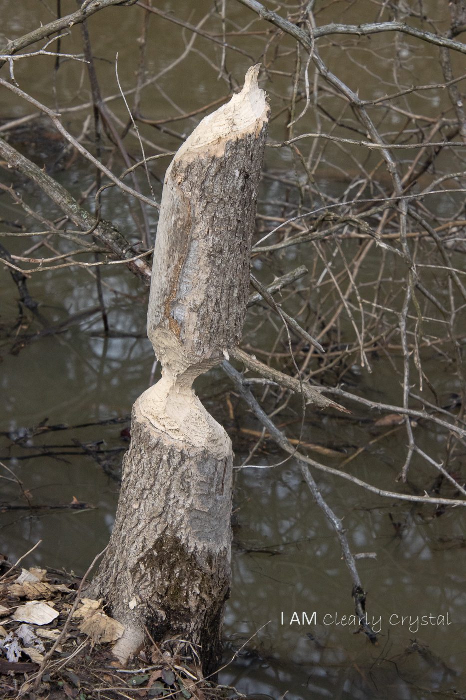 beaver work