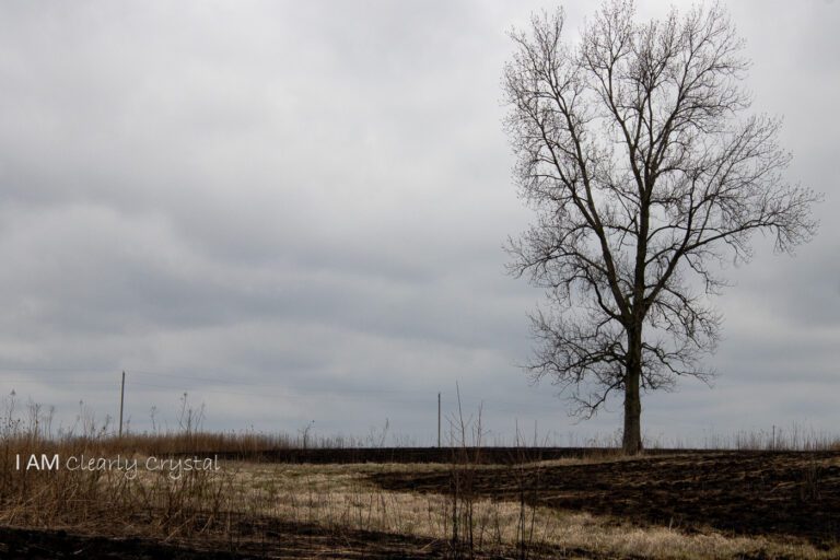 burnt prairie grass with lone tree